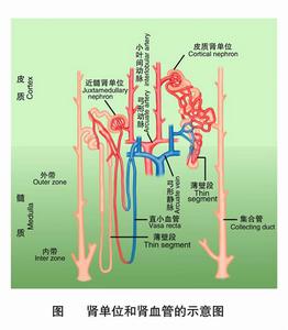 多發性腎小管功能障礙綜合徵