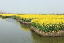 垛田風光帶 興化油菜花3