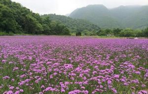 花溪香堤薰衣草莊園