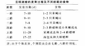 雲眼斑螂的發育過程及不同齡期的食物