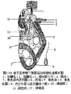 黃藻門