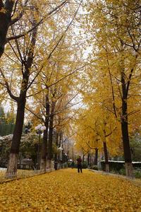 平安公園[河北石家莊市公園]