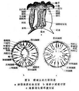 珊瑚蟲綱