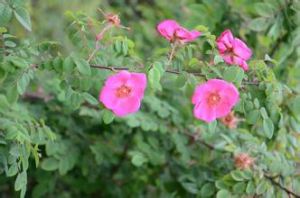 華西薔薇(原變種)