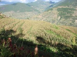 水期登村玉米種植業