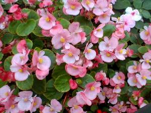 Bedding begonia