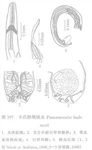 卡氏肺尾線蟲