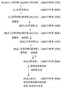 （圖）弱分枝西瓜wbl9