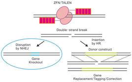 基因敲除