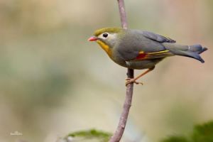 相思鳥屬