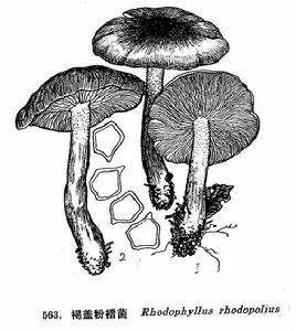 褐蓋粉褶菌