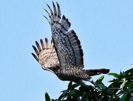 鳳頭蜂鷹菲律賓亞種