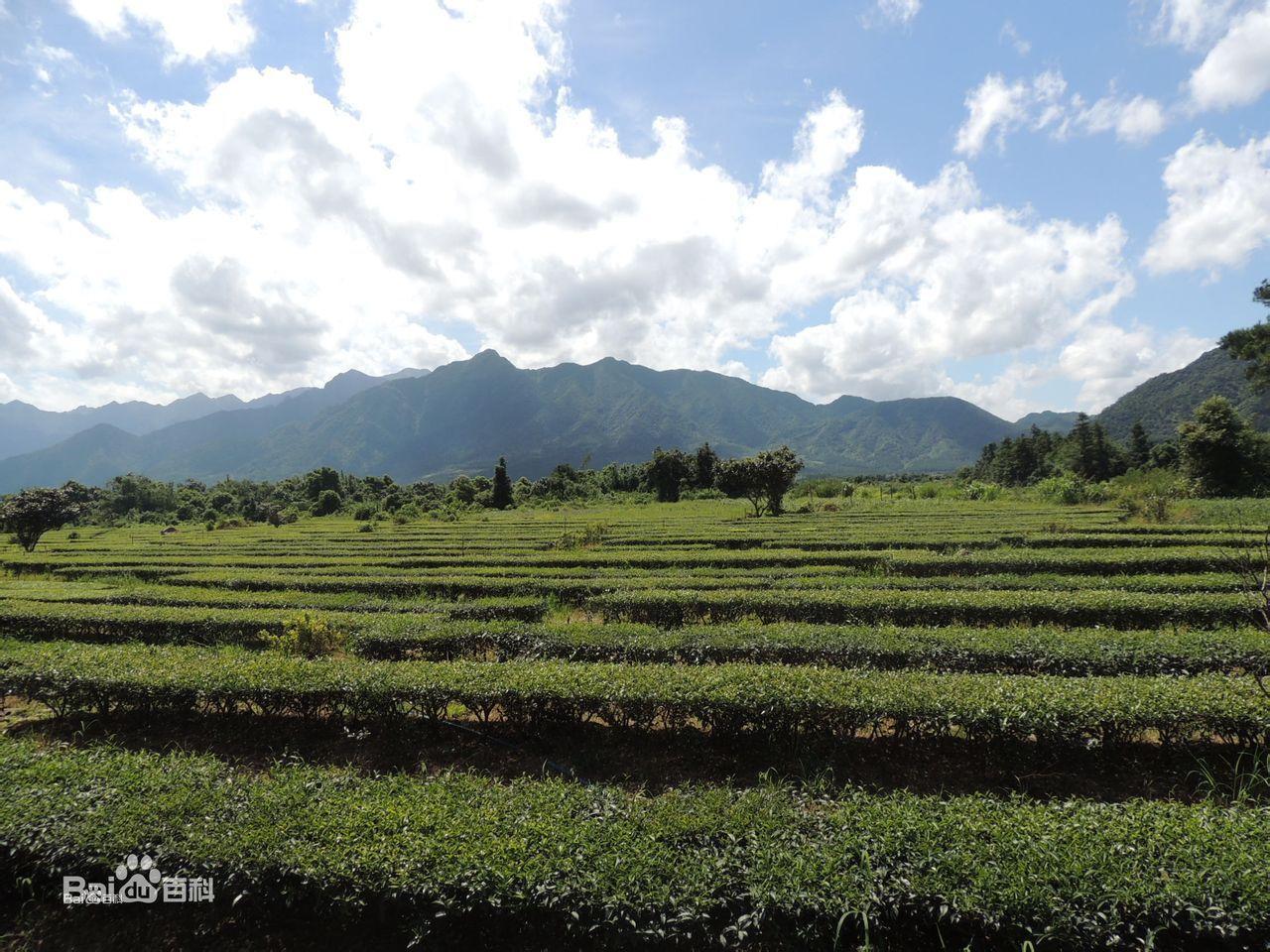 羅坑茶