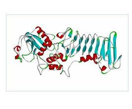 酶蛋白