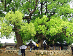 靈山蘇村