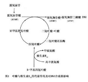 巨幼細胞性貧血