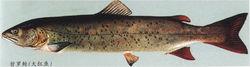 哲羅鮭魚