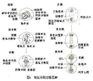 有絲分裂[生物名詞]