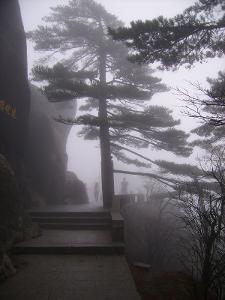 黃山奇松