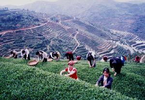 大瑤山甜茶