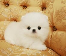 Pomeranian (dog breed)