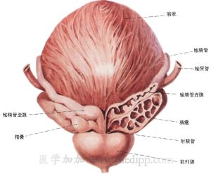 番茄紅素被公認為是前列腺疾病的剋星