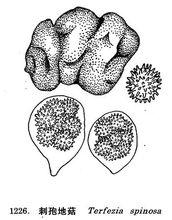 刺孢地菇