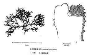 齒邊爬軟藻