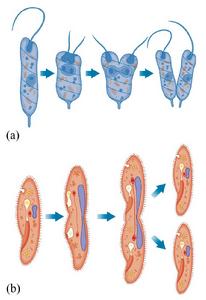 圖1原生動物的裂殖