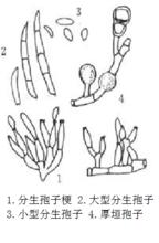 黃瓜枯萎病病原菌