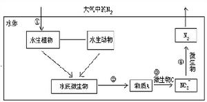 生物氮素