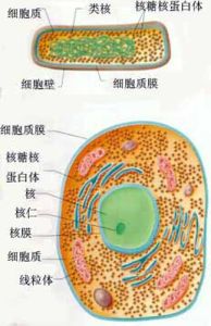 原核細胞型微生物