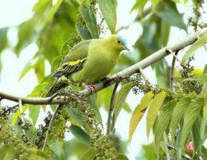 灰頰綠鳩