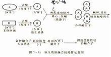 真核微生物的基因重組