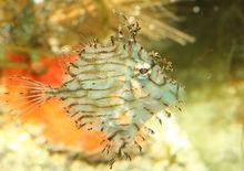 Tassle Filefish 