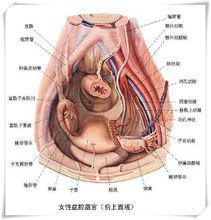 慢性盆腔疼痛