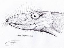 Scaloposaurus
