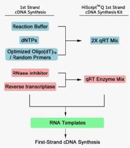 cDNA