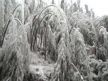 擺竹山——大雪迎客