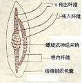 感受器