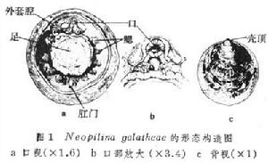 [Neopilina alatheae的形態構造圖