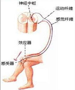 興奮反射