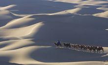 沙漠中的駱駝