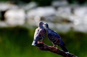 山斑鳩雲南亞種