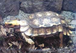 霍姆絞甲陸龜 霍姆絞甲陸龜