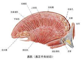 頦舌肌