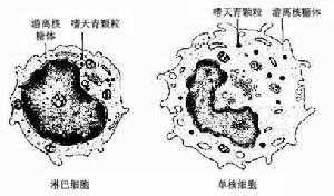 血液病學