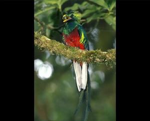 Resplendent quetzal