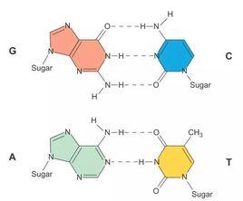 AGCT四種鹼基
