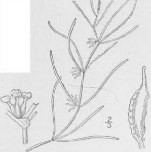 角果藻Zannichellia palustris
